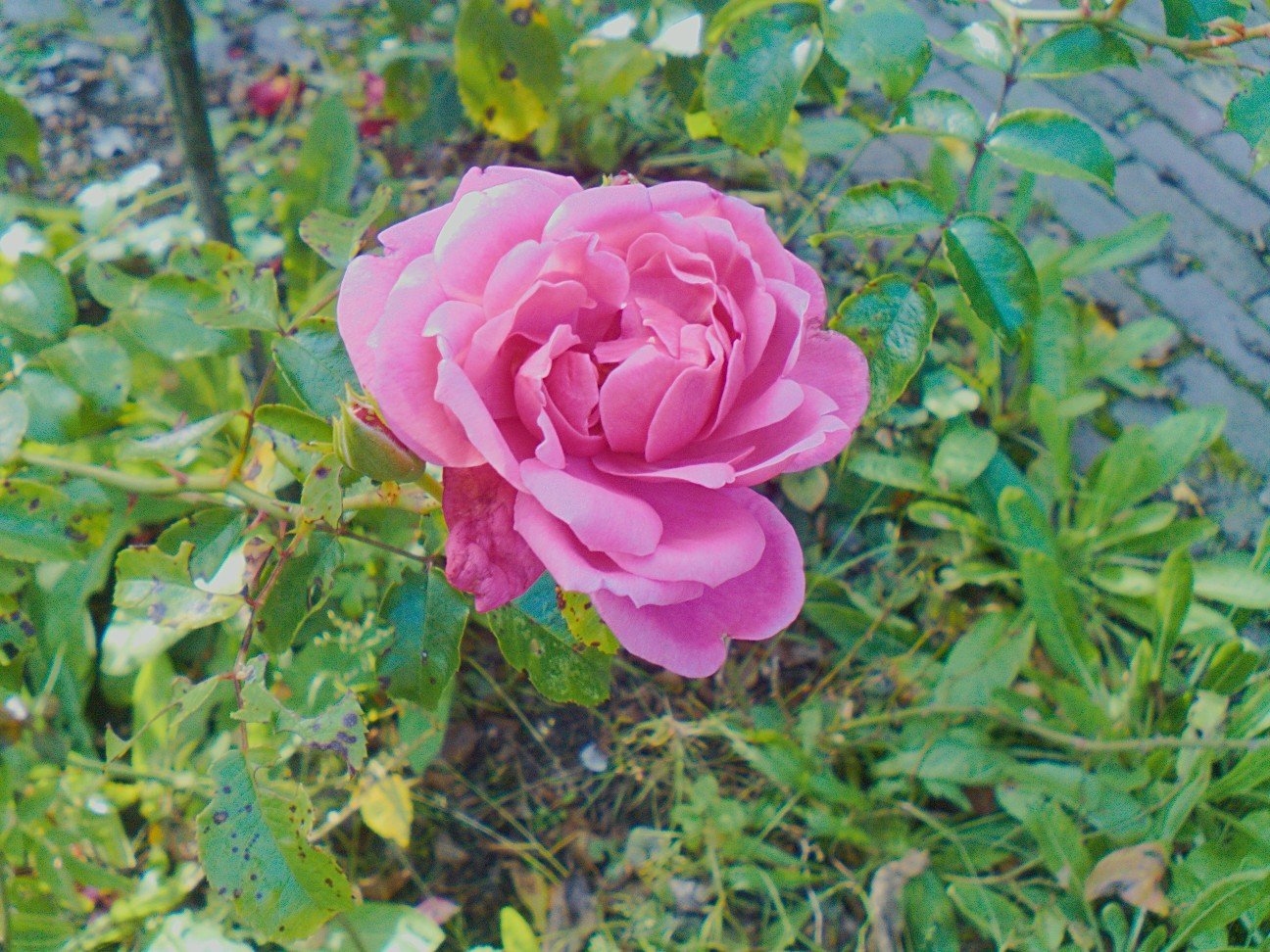 PinePhone Camera pt4