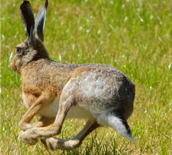 Comparing Hare to Rust and Zig